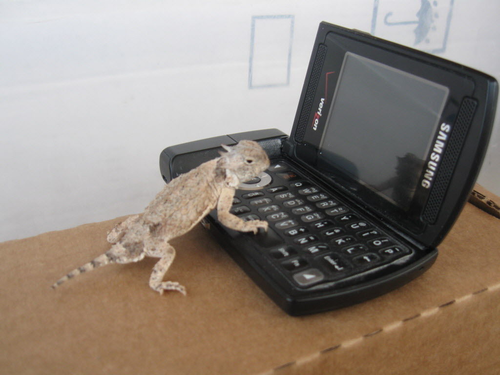 Lizard